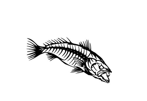 Speckled trout bones - trout,