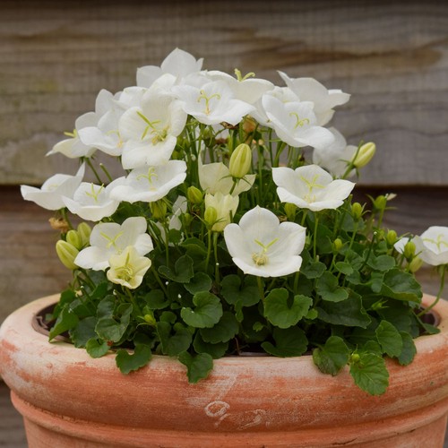 Campanula pearl white dwarf - campanula,