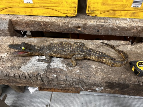 Antique taxidermy caiman - taxidermy,