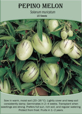 Pepino Melon (Solanum