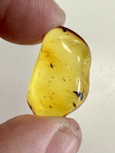 Baltic amber with - baltic, mosquito