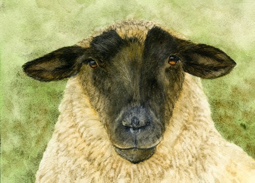 Suffolk sheep watercolour fine - suffolk,