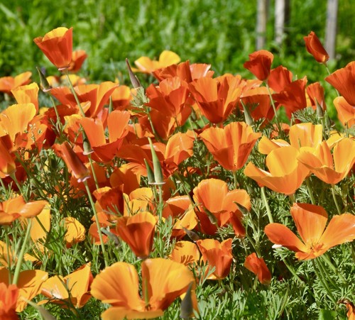 Red california poppy chief - poppy,