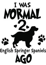 Quirky English Springer