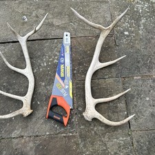 Red Stag Deer Antlers