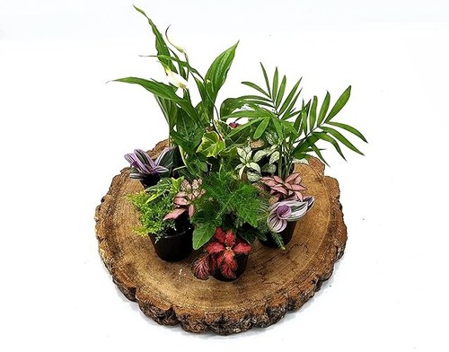 Closed terrarium plants - closed,