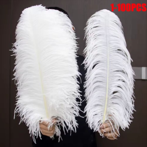 100x beautiful ostrich - 1-100x,