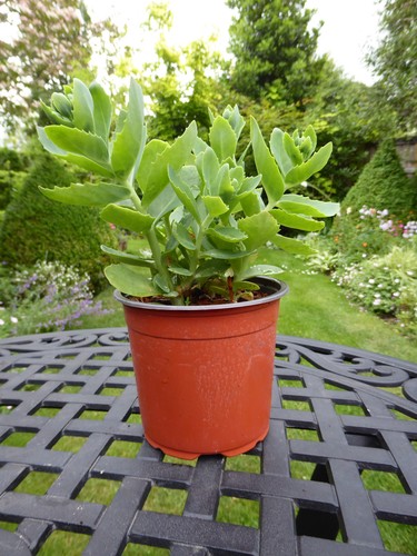 Sedum spectabile autumn joy - spectabile, 'autumn