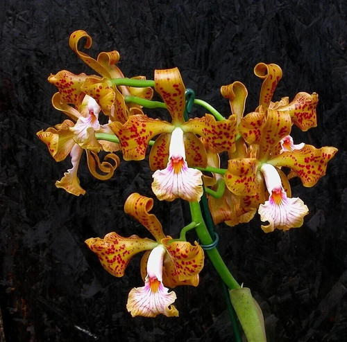 Cattleya velutina species