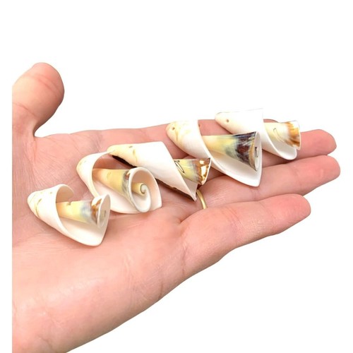 Drilled seashells shells - seashells,,