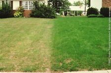 5 kg EXTREME SHADE DROUGHT RESISTANT LAWN SEED with KENTUCKY BLUEGRASS DRY SOIL 