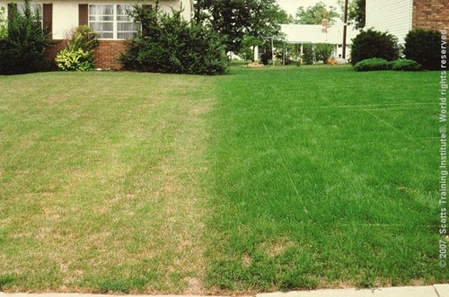 Extreme shade drought - 1,