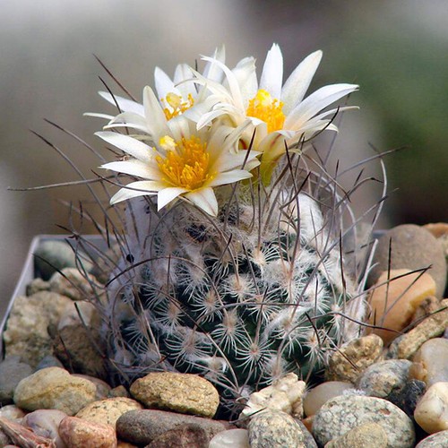Turbinicarpus dickisoniae - turbinicarpus,