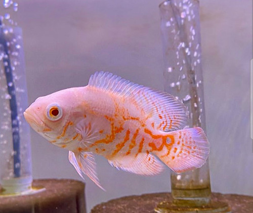 Inch albino oscar we - inch, only