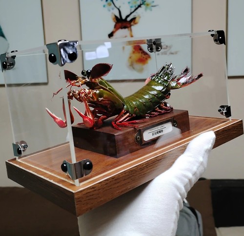Peacock mantis shrimp specimen - peacock,