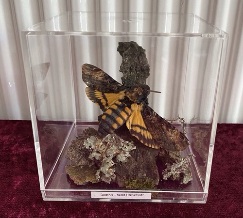 Death head hawkmoth - a1,