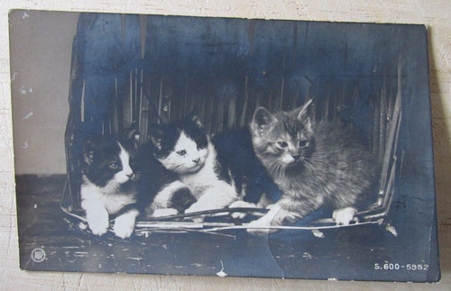Vtg rppc postcard kittens - postcard, 3