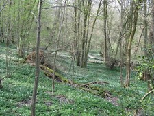 Photo 12x8 Wood Anemone carpet