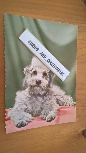 Poodle pudel caniche foto - caniche,