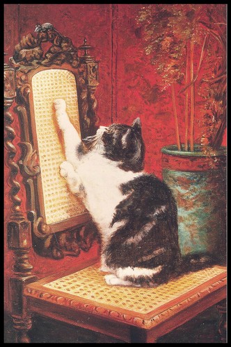 Greeting card cat - -,