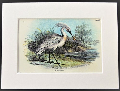 Spoonbill 1880 mounted - 1880,