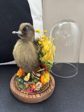 Black Duckling Taxidermy In
