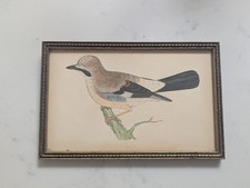 Jay Morris's British Birds Antique colour print 1870 Vintage Gallery Wall Framed