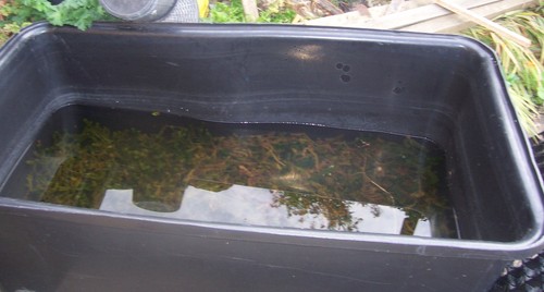 Koi vat pond - used, free