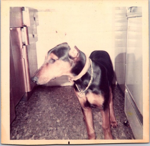 Ph2673 dobermann doberman - ph2673,