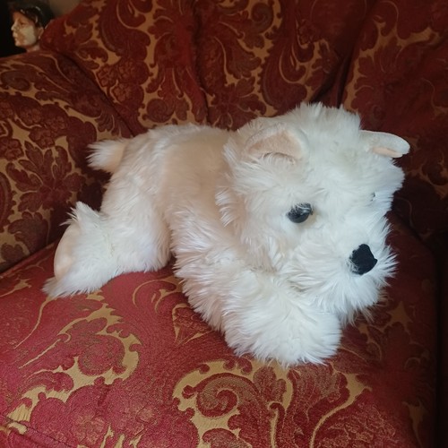 White dog teddy - , bear