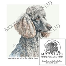 Grey Poodle Portrait 100%