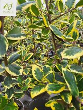3x Ilex Golden King -
