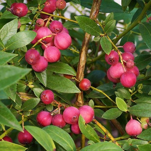 Blueberry unusual pink - unusual,
