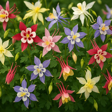 Aquilegia Mckana Hybrids -