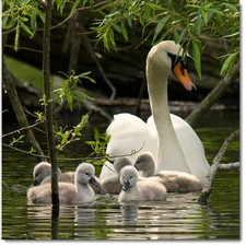 Doodlecards Happy Birthday Card Mute Swan and Cygnets
