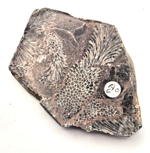 Fossilised crinoid 67 - 8,