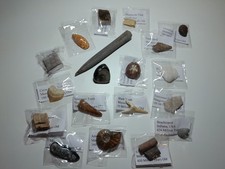 Fossil Collection - 19 Mini