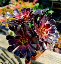 CLEARANCE: Aeonium Zwartkop
