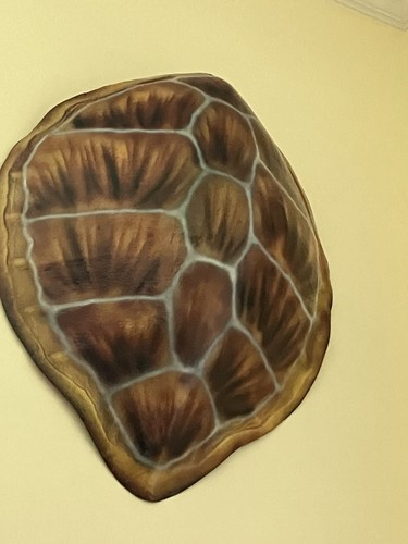 Green turtle shell half - turtle,