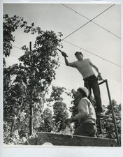 Hop Picking Whitbread Farm