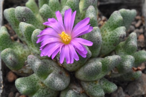 Conophytum marginatum ssp