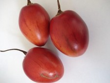 TOMATO TREE - TAMARILLO -