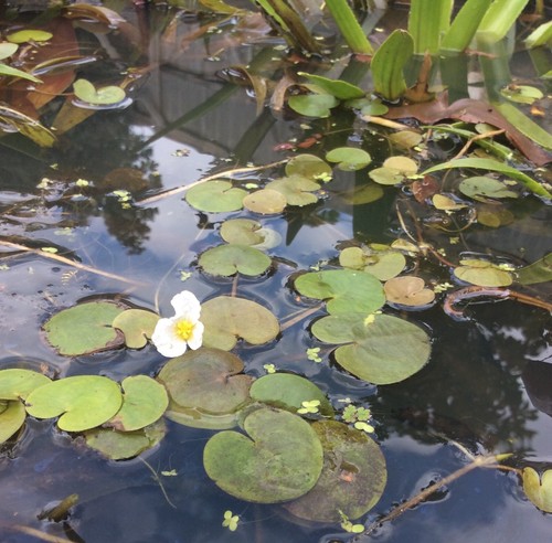 Baby frogbit plants - 3x,