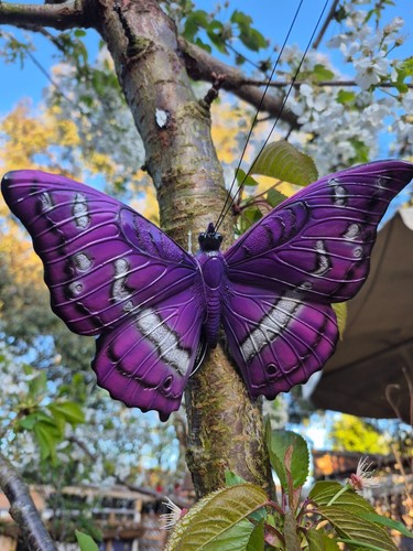 Vivid arts butterfly hanging - vivid,