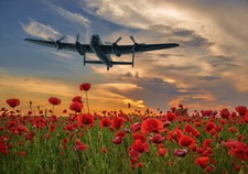 Avro Lancaster over poppy