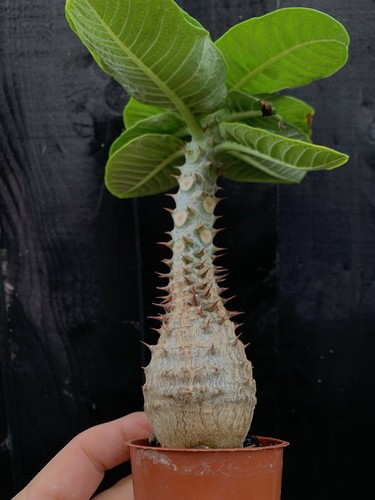Pachypodium windsorii - pachypodium, |