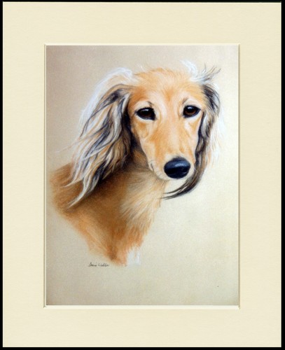 Saluki dog art - dog,