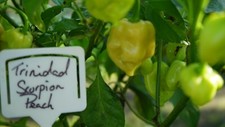 10 TRINIDAD SCORPION PEACH CHILLI SEEDS  ( NON-ISOLATED SEEDS )