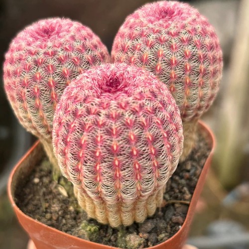 6cm succulent cactus plant - 6cm,