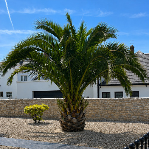 30cm date palm - 30cm,